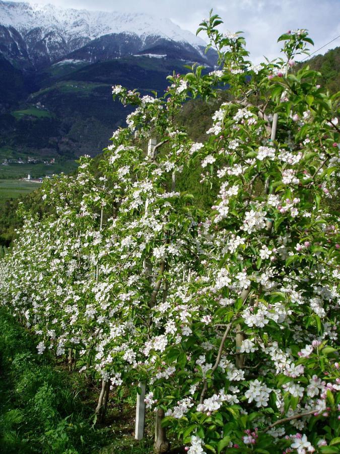 Schlosshof Zu Montani Morter Exteriör bild